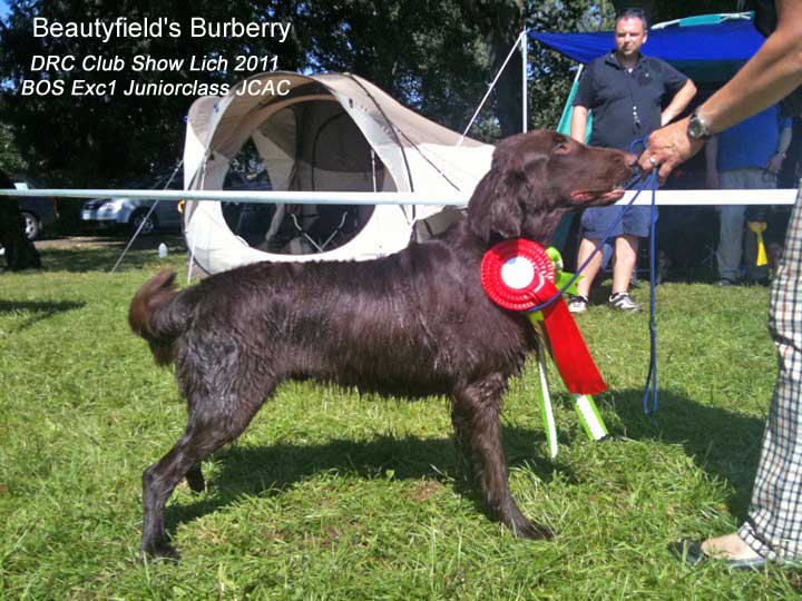 Beautyfield&acute;s&nbsp;Burberry (Barak)&nbsp;Best Male&nbsp;Flatcoated Retriever