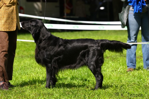 Lich 2010 / BIS2 BOB BIS VetCAC Exc 1 intCH Calebris Coco Beautyfield Mousse