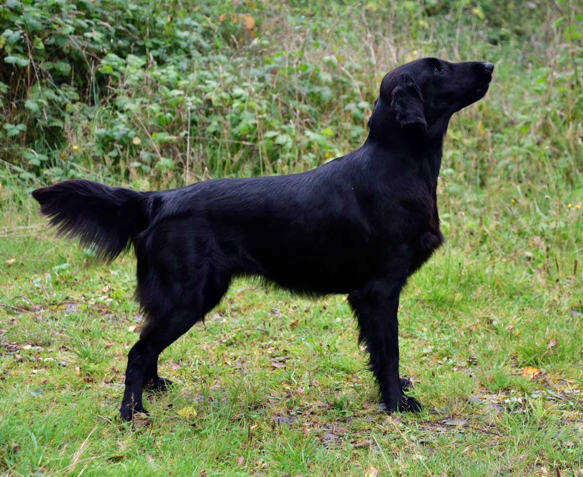 Beautyfield's Loch Awe - Jette