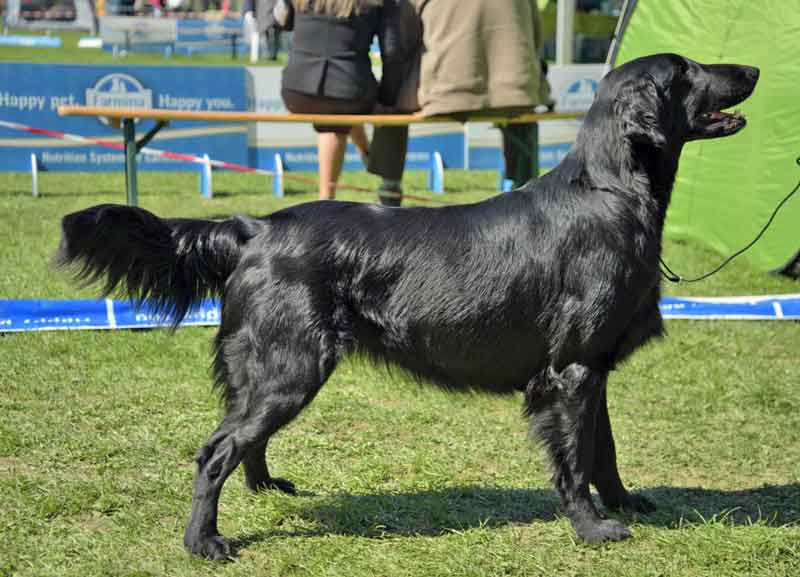 CH Beautyfield's Loch Awe - "Jette"