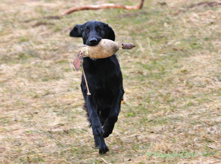 Pippa _ " Telurn Coming Home" beim Apportieren.