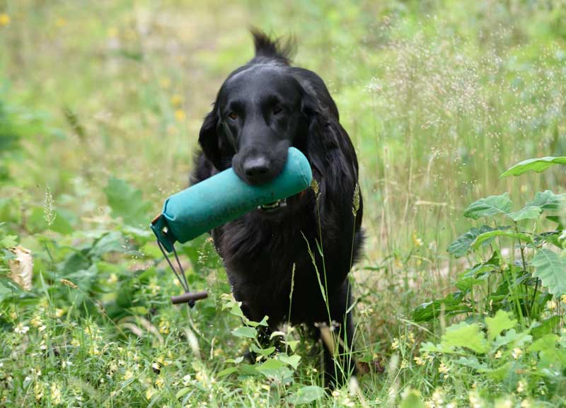 Pippa _ " Telurn Coming Home" beim Apportieren.