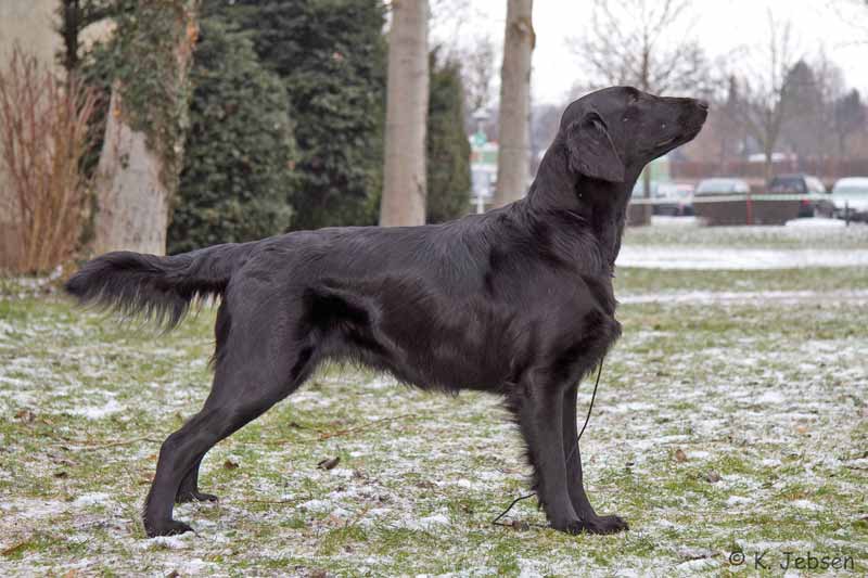 Dt. VDH&nbsp;&&nbsp;Club Champion Black Micas for Honor &&nbsp;Glory - V1 CAC&nbsp;Championklasse Herrenberg 2011