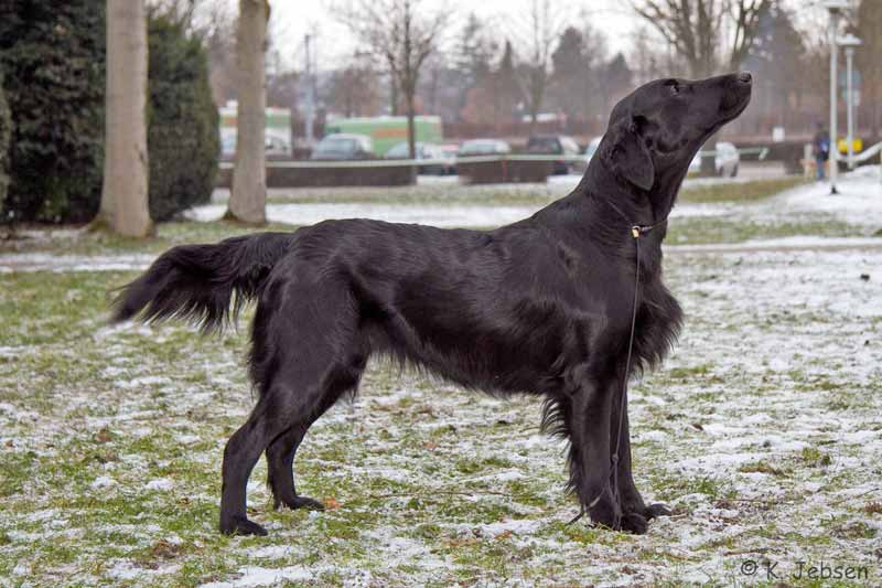 Dt.Jugend&nbsp;Champion&nbsp;Beautyfield&acute;s Amy Winehouse -&nbsp;V1 CAC&nbsp;Gebrauchshundeklasse Herrenberg 2011
