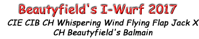 Beautyfield's I-Wurf 2017 . Die - wie Filme heißen! CIE CIB CH Whispering Wind Flying Flap Jack X CH Beautyfield's Balmain