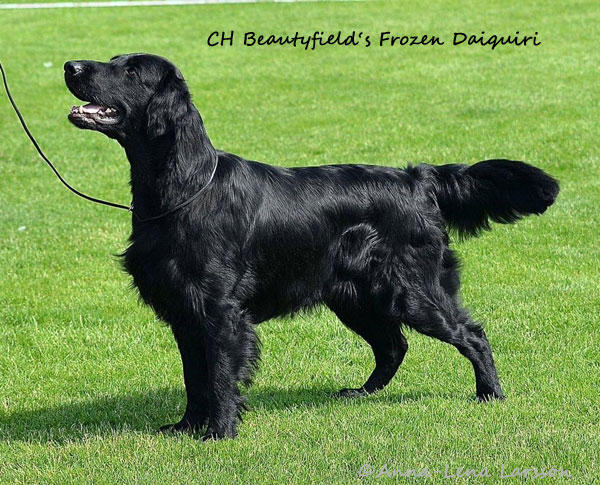 Internationer Schwedischer, Finnischer, Dnischer Champion Beautyfield's Frozen Daiquiri