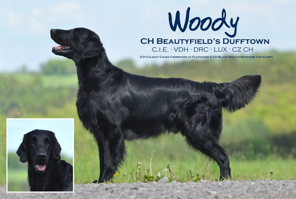 CIE Champion Beautyfield's Dufftown