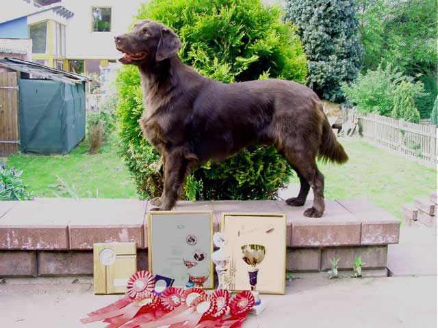 Randy, der schönste, charmanteste Arbeitshund der Welt ;-)